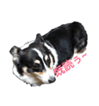 黒コーギー犬のアイル君（個別スタンプ：15）