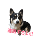 黒コーギー犬のアイル君（個別スタンプ：16）