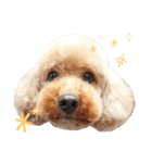 ワンコだらけ時々ニャンコ♪（個別スタンプ：1）
