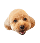 ワンコだらけ時々ニャンコ♪（個別スタンプ：31）