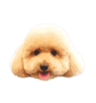 ワンコだらけ時々ニャンコ♪（個別スタンプ：32）