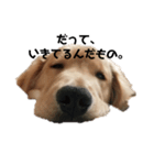 おっぴろげ犬ブラン（個別スタンプ：1）