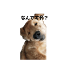 おっぴろげ犬ブラン（個別スタンプ：2）
