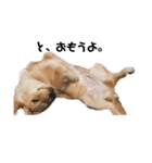 おっぴろげ犬ブラン（個別スタンプ：3）