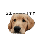 おっぴろげ犬ブラン（個別スタンプ：5）