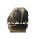 おっぴろげ犬ブラン（個別スタンプ：8）