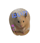 モカの仲間たち（個別スタンプ：1）
