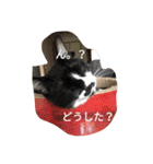 モカの仲間たち（個別スタンプ：5）