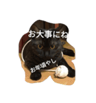 モカの仲間たち（個別スタンプ：6）