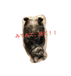モカの仲間たち（個別スタンプ：11）