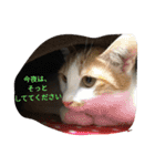 モカの仲間たち（個別スタンプ：13）