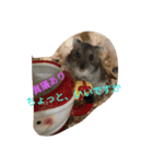モカの仲間たち（個別スタンプ：17）