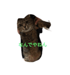 モカの仲間たち（個別スタンプ：18）