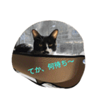 モカの仲間たち（個別スタンプ：26）