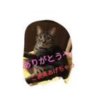 モカの仲間たち（個別スタンプ：29）