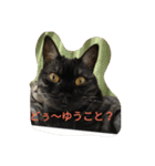 モカの仲間たち（個別スタンプ：33）