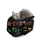 でぶねこのりん（個別スタンプ：3）