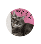 でぶねこのりん（個別スタンプ：7）