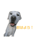 アンディちゃんスタンプ（個別スタンプ：1）