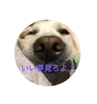 アンディちゃんスタンプ（個別スタンプ：3）