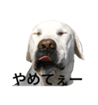 アンディちゃんスタンプ（個別スタンプ：10）