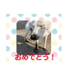 アンディちゃんスタンプ（個別スタンプ：20）
