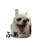 チワワのカリン（個別スタンプ：6）