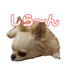 チワワのカリン（個別スタンプ：8）