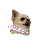 チワワのカリン（個別スタンプ：10）