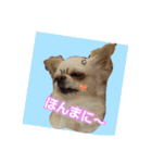チワワのカリン（個別スタンプ：11）