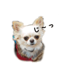 チワワのカリン（個別スタンプ：24）