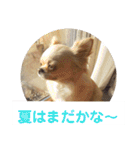 チワワのカリン（個別スタンプ：28）
