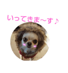 チワワのカリン（個別スタンプ：29）