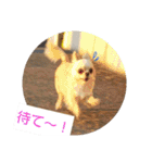 チワワのカリン（個別スタンプ：30）