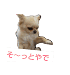 チワワのカリン（個別スタンプ：31）