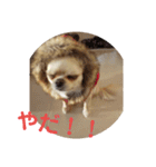 チワワのカリン（個別スタンプ：32）