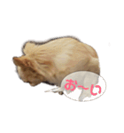 チワワのカリン（個別スタンプ：33）