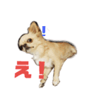 チワワのカリン（個別スタンプ：36）