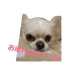 チワワのカリン（個別スタンプ：37）