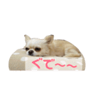 チワワのカリン（個別スタンプ：38）