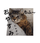 みーにゃんといっしょ！（個別スタンプ：29）