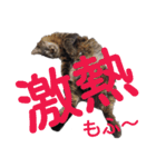 みーにゃんといっしょ！（個別スタンプ：32）