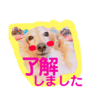 バディーの日常( U ・ᴥ・)（個別スタンプ：1）