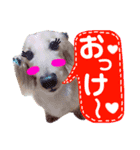バディーの日常( U ・ᴥ・)（個別スタンプ：6）