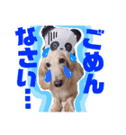 バディーの日常( U ・ᴥ・)（個別スタンプ：7）