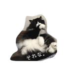 ぼくマイキー（個別スタンプ：15）