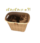ネコぽん_J2（個別スタンプ：3）