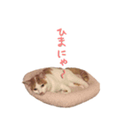 ネコぽん_J2（個別スタンプ：6）