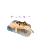 ネコぽん_J2（個別スタンプ：8）