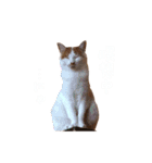 ネコぽん_J2（個別スタンプ：10）